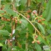 Cotoneaster Hybridus Pendulus